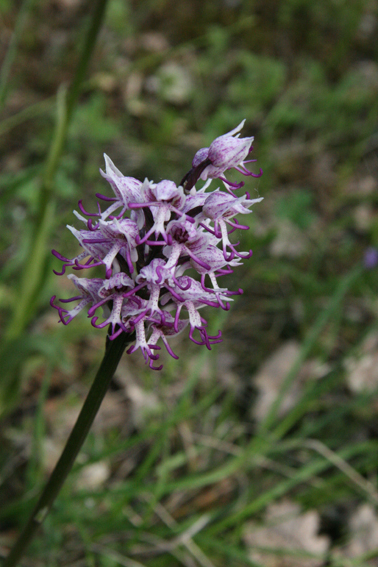 orchis militaris